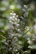 Pyrola rotundifolia