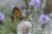 Pyronia tithonus