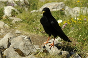 Passeriformes