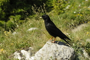 Pyrrhocorax graculus