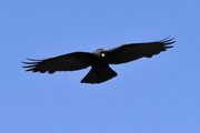 Pyrrhocorax graculus