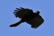 Pyrrhocorax graculus