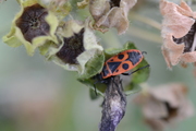 Pyrrhocoris apterus