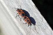Pyrrhocoris apterus
