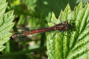 Pyrrhosoma nymphula