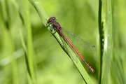 Pyrrhosoma nymphula