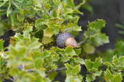 Quercus coccifera