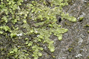 Radula complanata