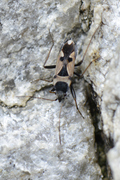 Raglius confusus