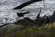 Rallus aquaticus