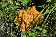 Gomphales