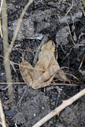 Rana dalmatina