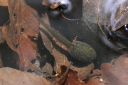 Rana temporaria