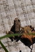 Rana temporaria