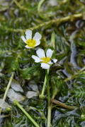 Ranunculus aquatilis