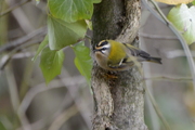 Regulus ignicapilla