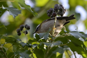Regulus ignicapilla