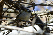 Regulus ignicapilla