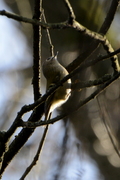 Regulus regulus