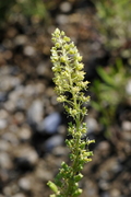 Reseda lutea