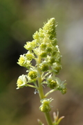 Reseda lutea
