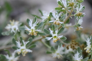 Reseda phyteuma