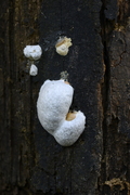 Reticularia
