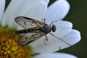 Rhagio scolopaceus