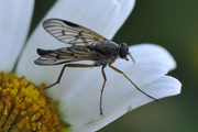 Rhagio scolopaceus