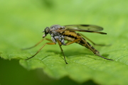 Rhagio vitripennis