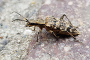 Rhagium inquisitor
