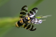 Rhagoletis cerasi