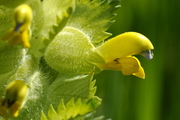 Rhinanthus alectorolophus