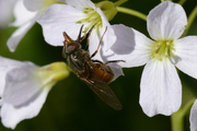 Rhingia campestris