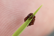 Rhipicephalus