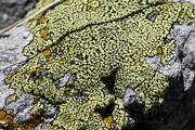 Rhizocarpon
