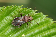 Rhopalus subrufus