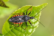 Rhynocoris annulatus