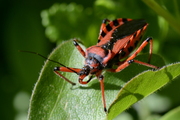 Rhynocoris iracundus