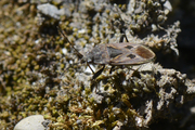 Rhyparochromus pini