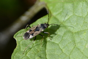 Rhyparochromus vulgaris