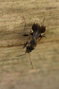 Rhyparochromus vulgaris