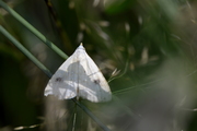 Rivula sericealis