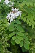 Robinia pseudoacacia
