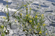 Rorippa amphibia
