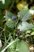 Rubus caesius