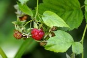 Rubus idaeus