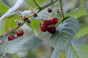 Rubus idaeus