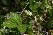 Rubus saxatilis