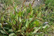 Rumex acetosa